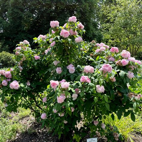 jaques cartier rose
